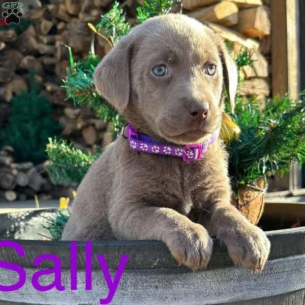 Sally, Silver Labrador Retriever Puppy